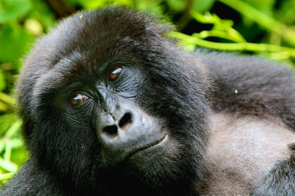 2048x0_gorilla-close-up~-~1199w