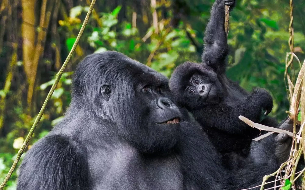 2048x0_gorilla-family-uganda~-~1199w