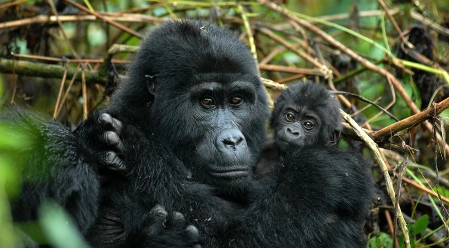 gorilla and chimpanzee trekking