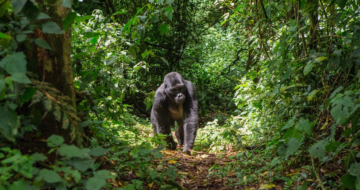 2048x0_gorilla-walking-through-forest~-~1199w