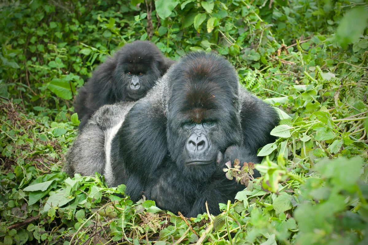Gorilla trekking uganda
