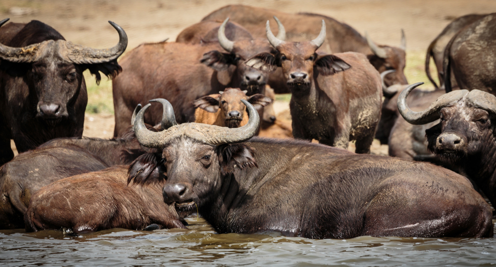 Uganda Wildlife Safari