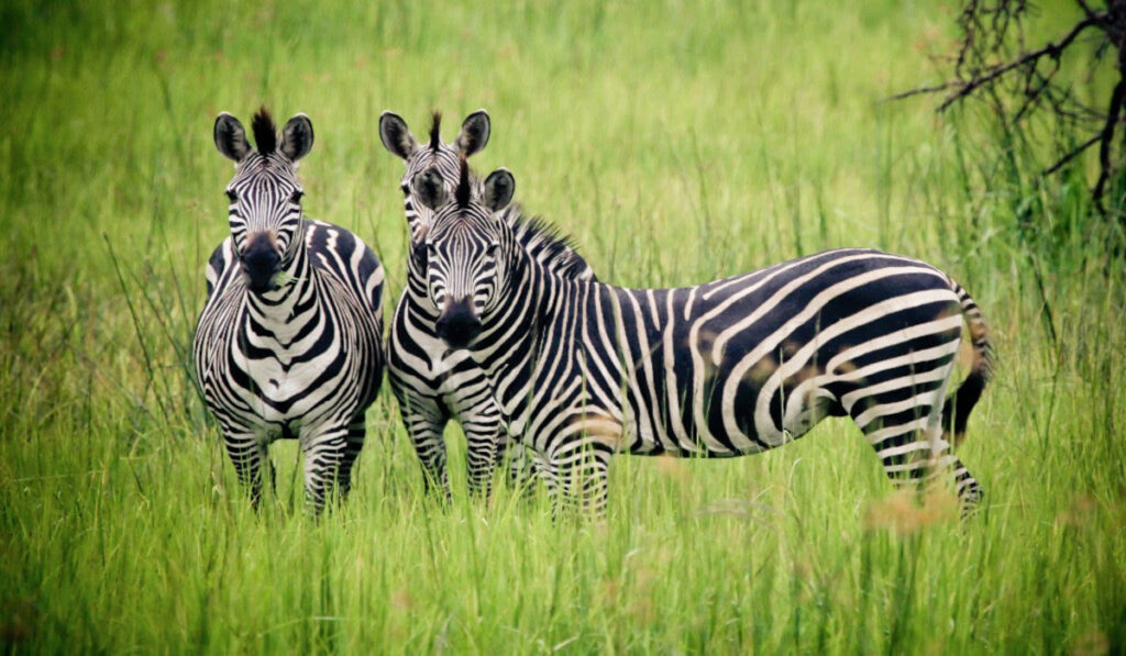 africa gorilla trekking