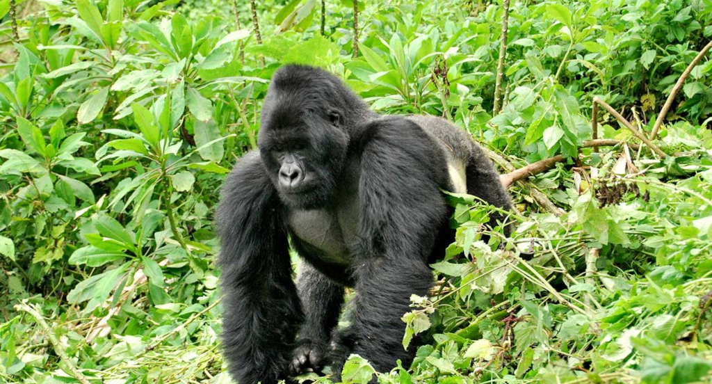 Africa Gorilla Trekking